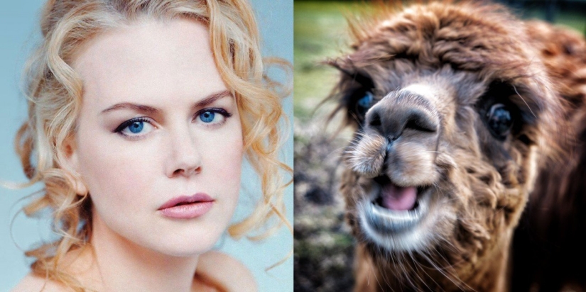 Las mascotas de celebridades más inusuales Las mascotas de celebridades más inusuales