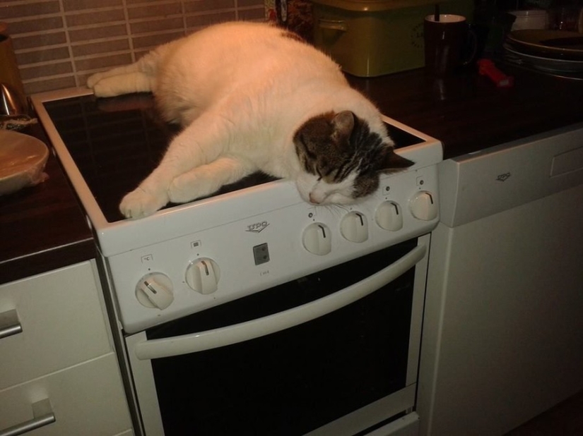 Las mascotas más tiernas en busca de calor