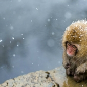 Las mejores entradas del concurso de fotografía del Smithsonian