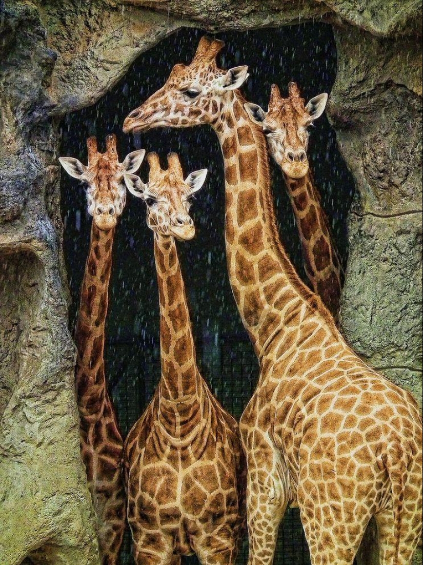 Las mejores fotos de los Sony World Photo Awards 2014 Las mejores fotos de los Sony World Photo Awards 2014