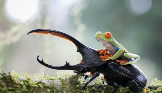 Las mejores fotos de los Sony World Photo Awards 2014