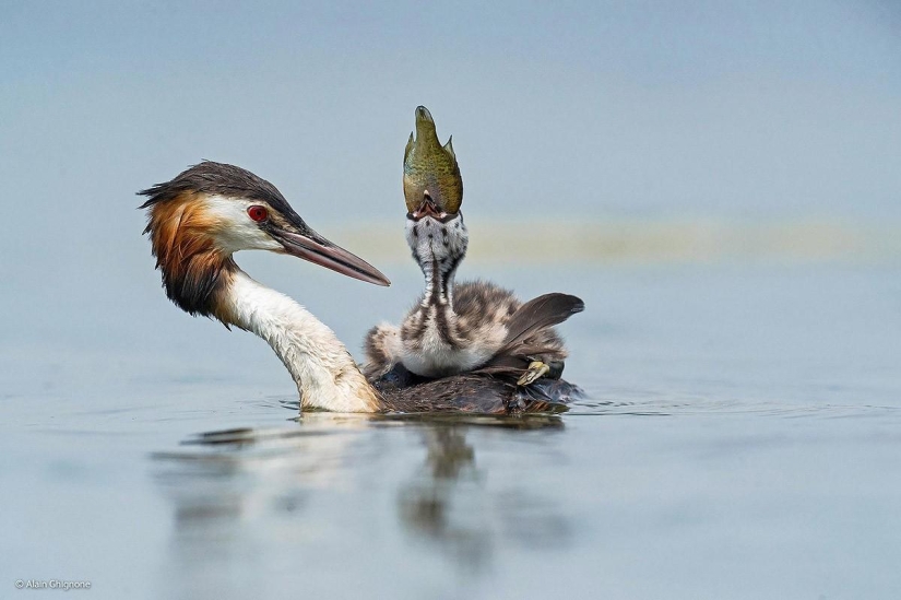 Las mejores fotos de vida salvaje de 2014 Las mejores fotos de vida salvaje de 2014