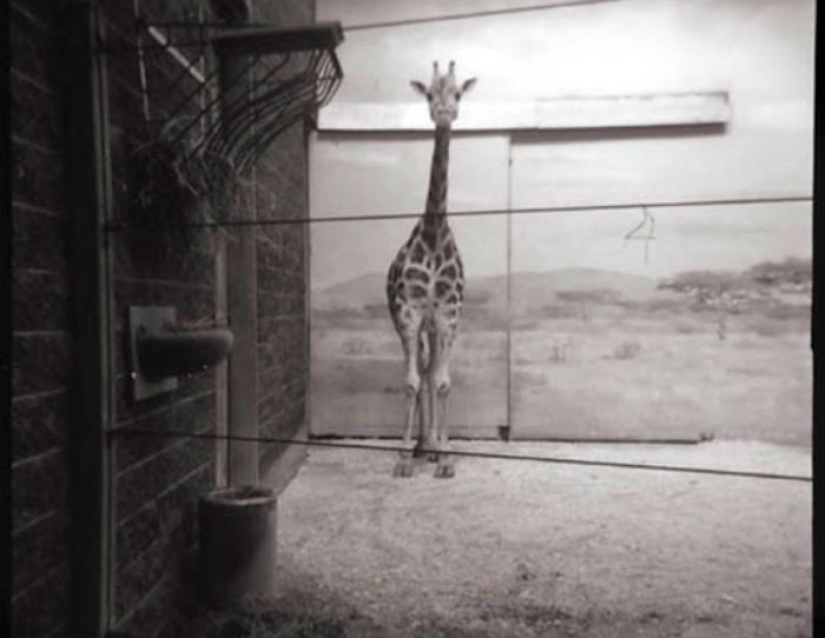 Las mejores fotos del año tomadas con cámaras malas y baratas