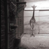 Las mejores fotos del año tomadas con cámaras malas y baratas