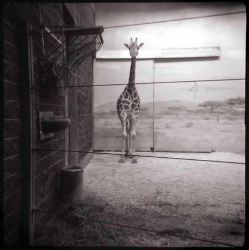 Las mejores fotos del año tomadas con cámaras malas y baratas