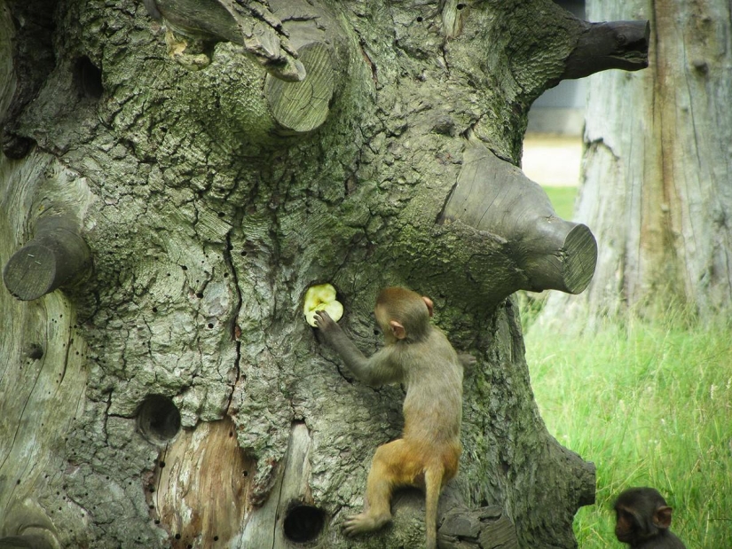 Las mejores fotos del concurso "Fotógrafo Culinario del Año 2014" Las mejores fotos del concurso "Fotógrafo Culinario del Año 2014"