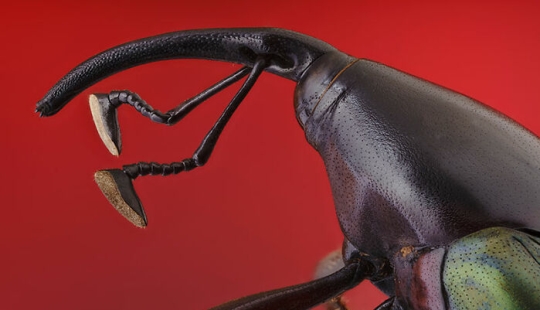 Las mejores tomas del reino animal, según lo anunciado en los Premios EISA Maestro 2023