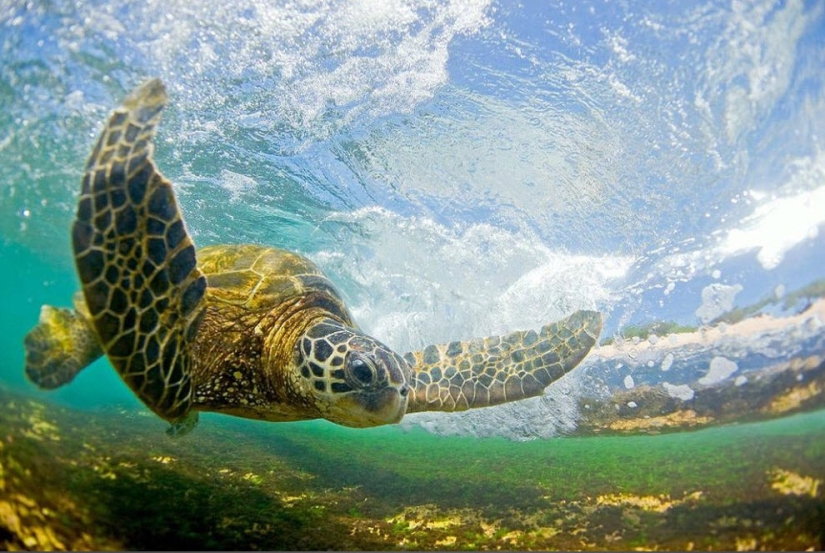 Las olas hawaianas más hermosas de Clark Little