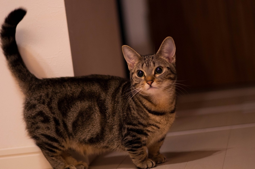 Las razas de gatos más hermosas.