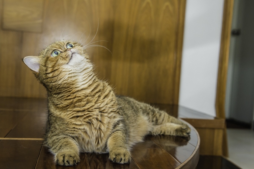 Las razas de gatos más hermosas.