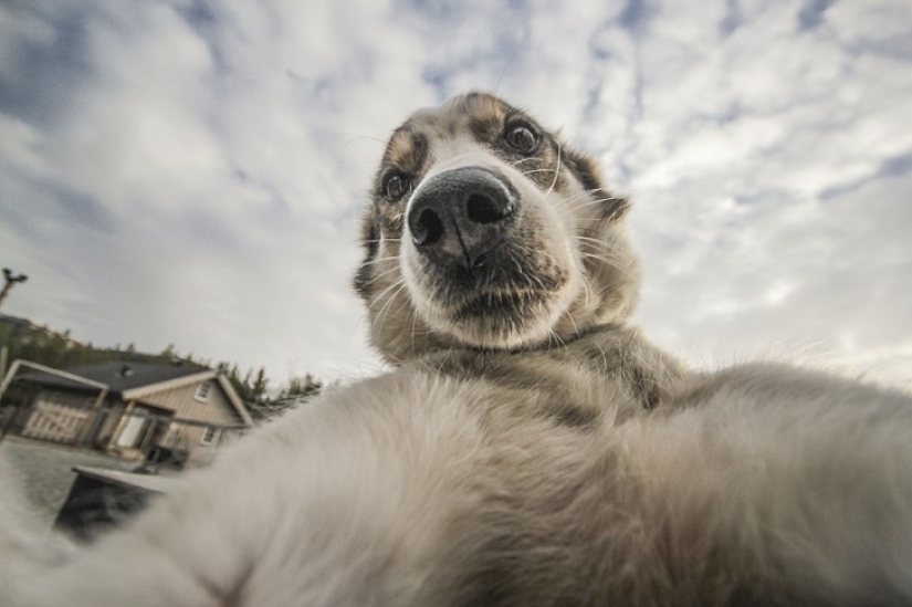 Las selfies de husky más lindas
