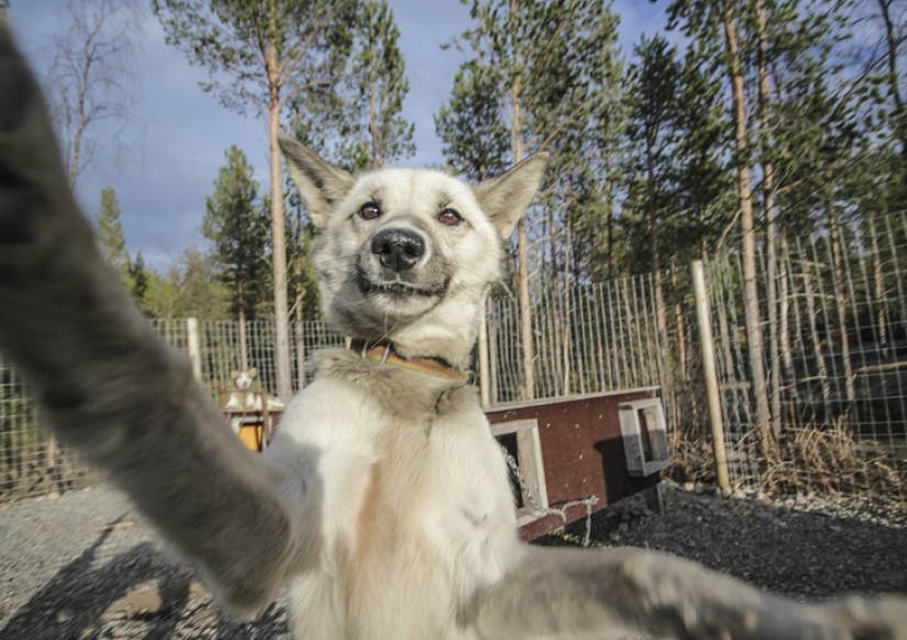 Las selfies de husky más lindas