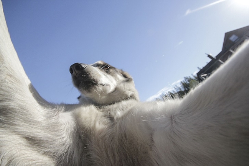 Las selfies de husky más lindas