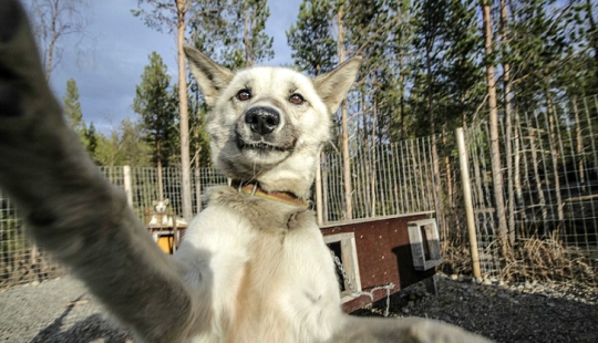 Las selfies de husky más lindas Las selfies de husky más lindas