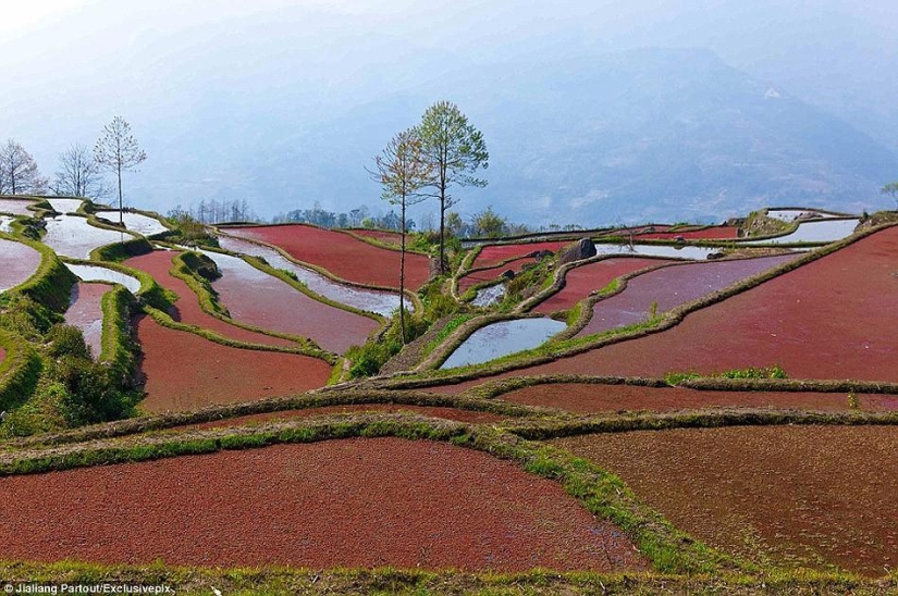 Las terrazas de arroz de Honghe Hani inscritas en la Lista del Patrimonio Mundial de la UNESCO