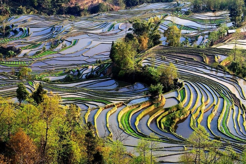 Las terrazas de arroz de Honghe Hani inscritas en la Lista del Patrimonio Mundial de la UNESCO