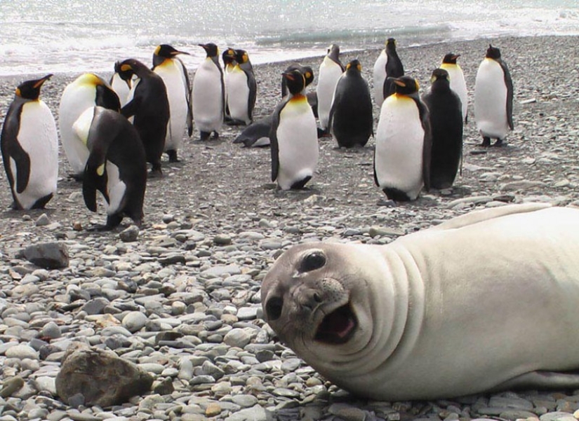 Learn From the Best: 20 Funny Animals That Can Masterly Ruin Any Photo