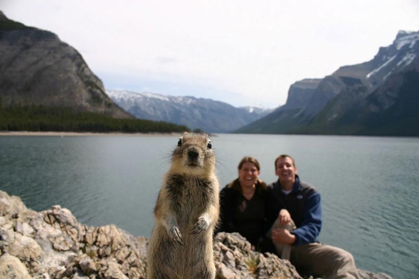 Learn From the Best: 20 Funny Animals That Can Masterly Ruin Any Photo