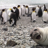 Learn From the Best: 20 Funny Animals That Can Masterly Ruin Any Photo