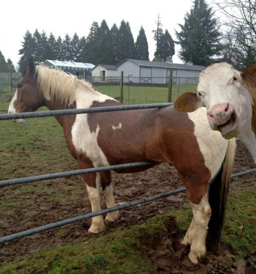 Learn From the Best: 20 Funny Animals That Can Masterly Ruin Any Photo