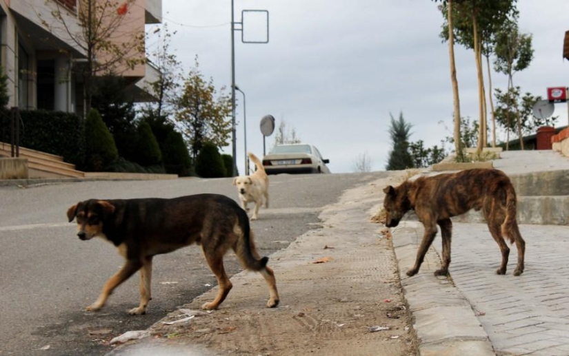 Lecciones de albanés Lecciones de albanés