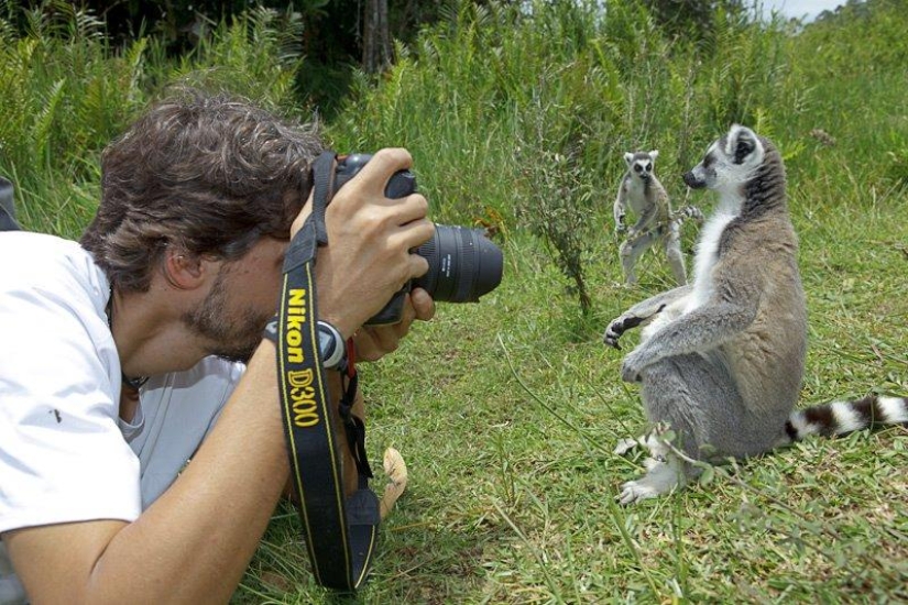 Lemur self-portraits