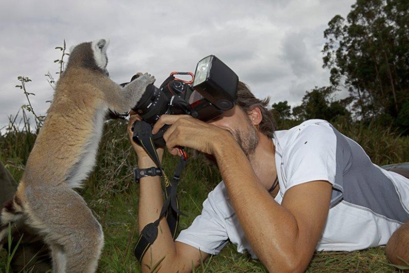Lemur self-portraits