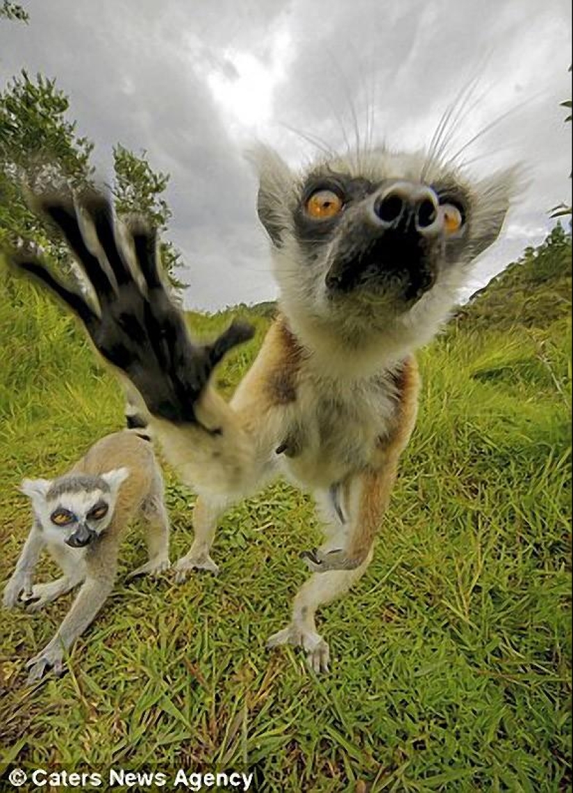 Lemur self-portraits