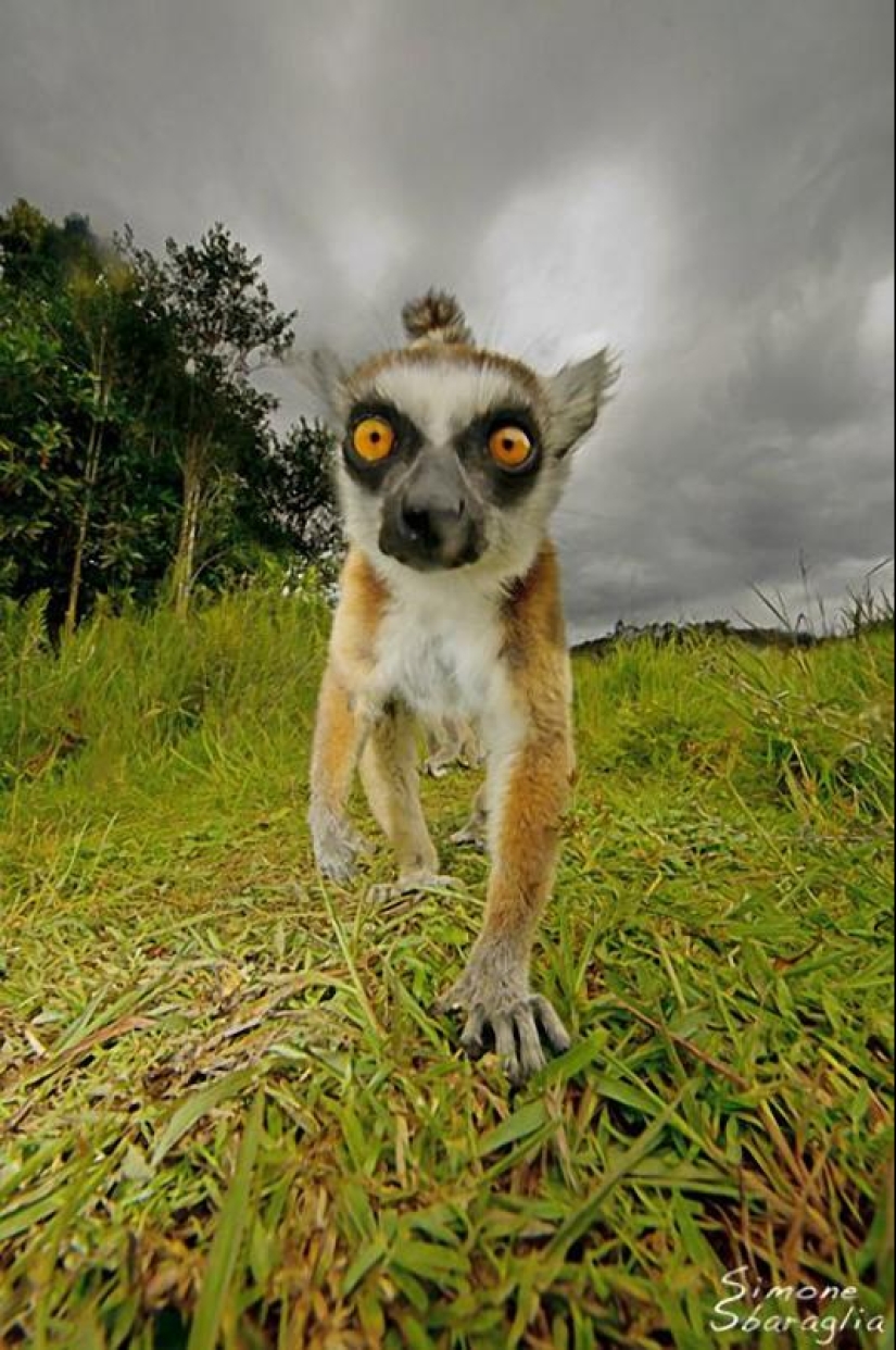 Lemur self-portraits