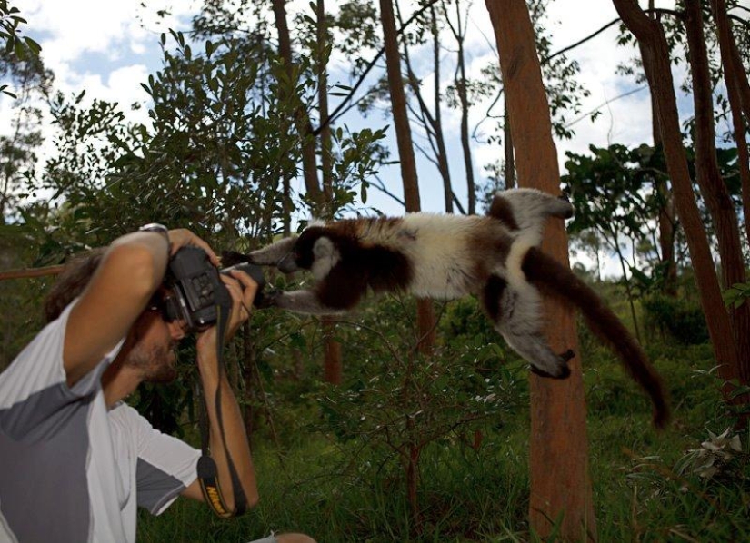 Lemur self-portraits