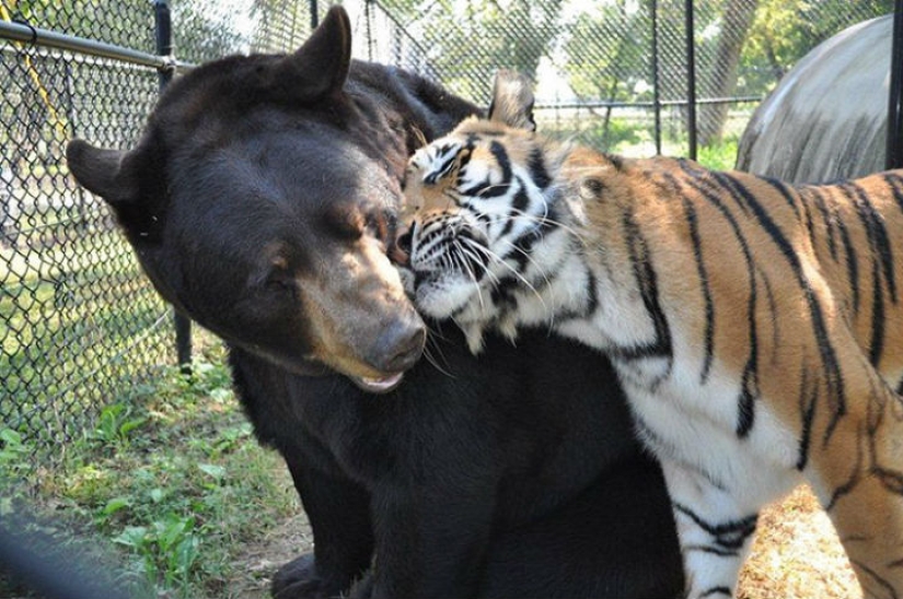 León, tigre y oso: juntos durante 15 años León, tigre y oso: juntos durante 15 años