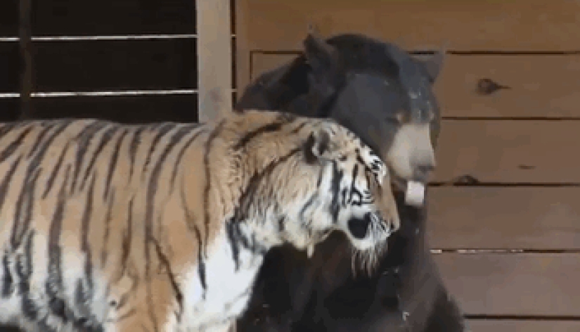 León, tigre y oso: juntos durante 15 años León, tigre y oso: juntos durante 15 años