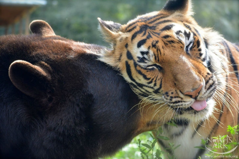 León, tigre y oso: juntos durante 15 años León, tigre y oso: juntos durante 15 años