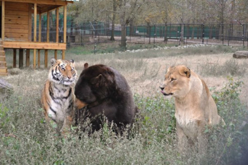 León, tigre y oso: juntos durante 15 años León, tigre y oso: juntos durante 15 años