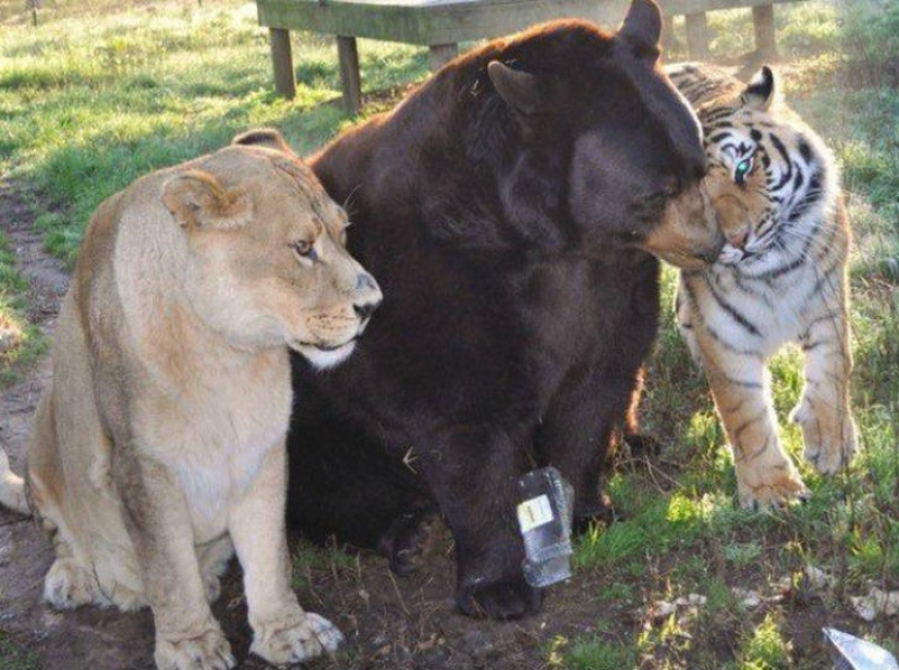 León, tigre y oso: juntos durante 15 años León, tigre y oso: juntos durante 15 años