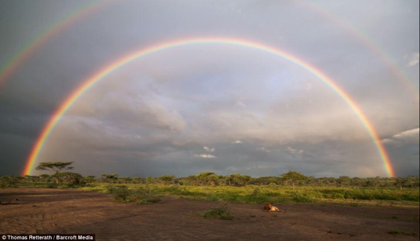 león y arcoiris