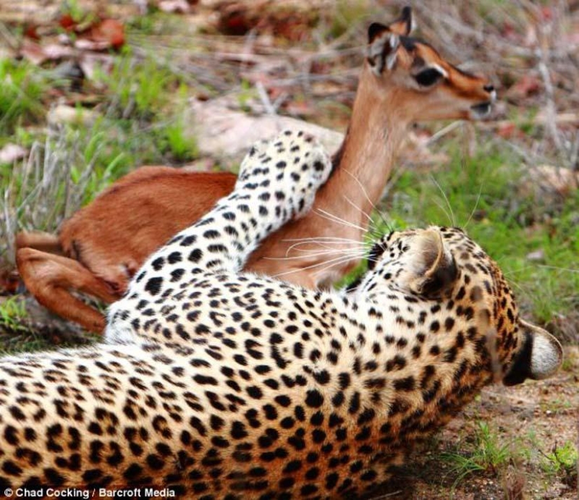 Leopard and impala - pre-dinner caresses Leopard and impala - pre-dinner caresses