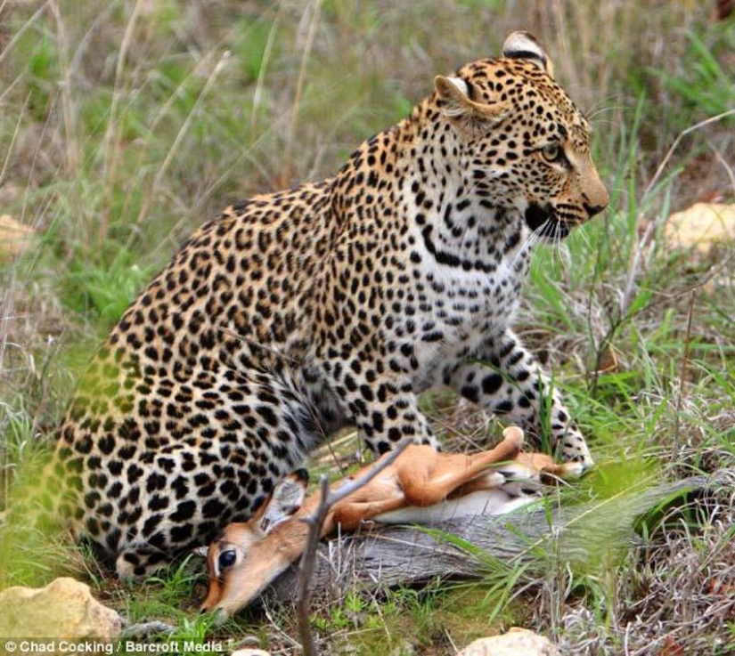 Leopard and impala - pre-dinner caresses Leopard and impala - pre-dinner caresses