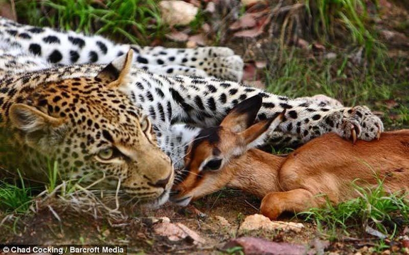 Leopardo e impala - caricias antes de la cena Leopardo e impala - caricias antes de la cena