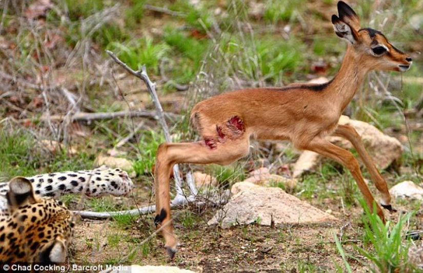 Leopardo e impala - caricias antes de la cena Leopardo e impala - caricias antes de la cena