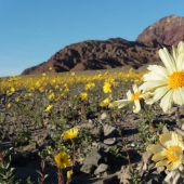 Life woke up in Death Valley: the desert was covered with bright colors