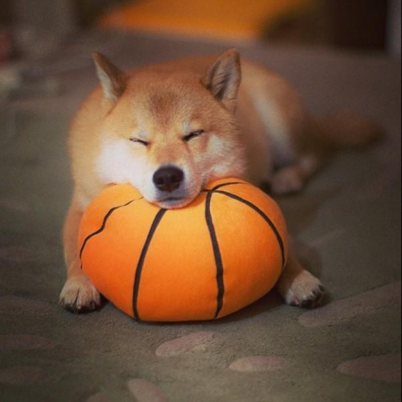 Lindo perro Marutaro Lindo perro Marutaro