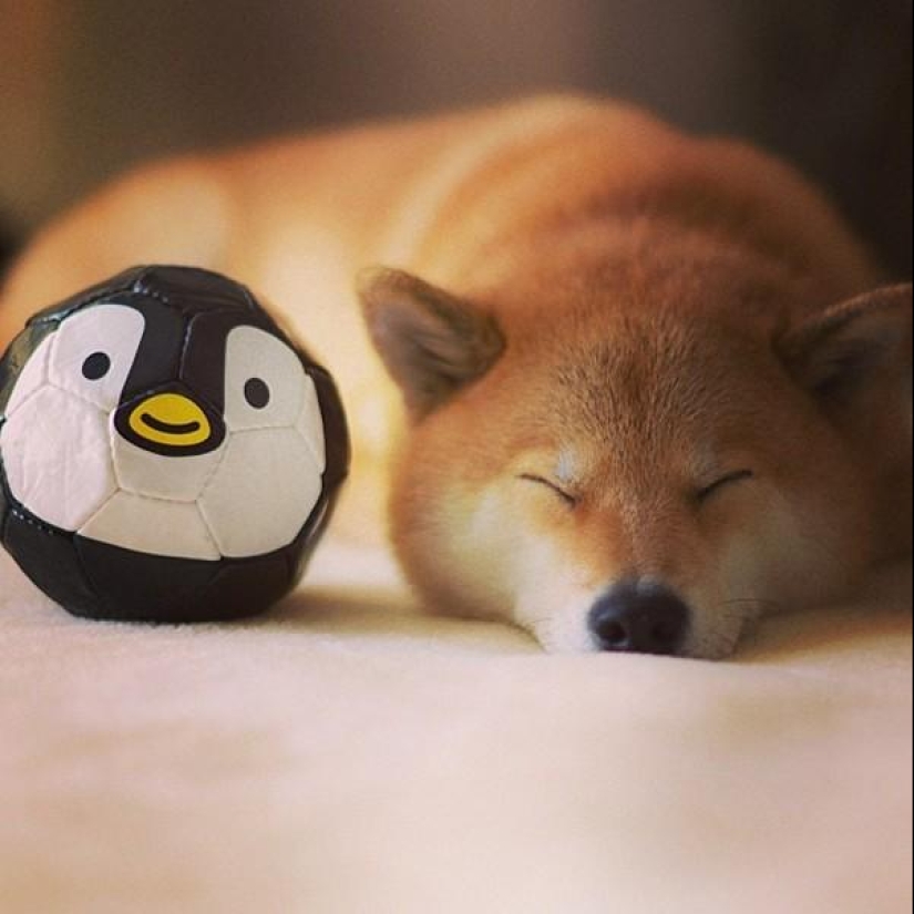 Lindo perro Marutaro Lindo perro Marutaro