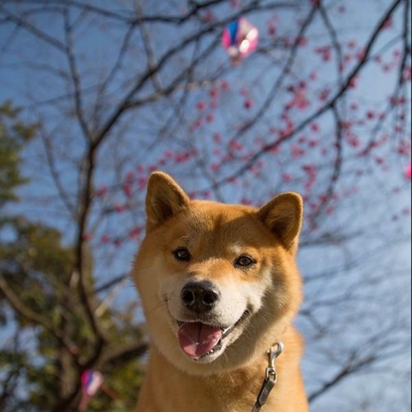 Lindo perro Marutaro Lindo perro Marutaro