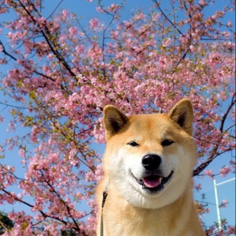 Lindo perro Marutaro Lindo perro Marutaro