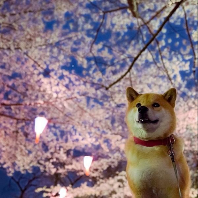 Lindo perro Marutaro Lindo perro Marutaro