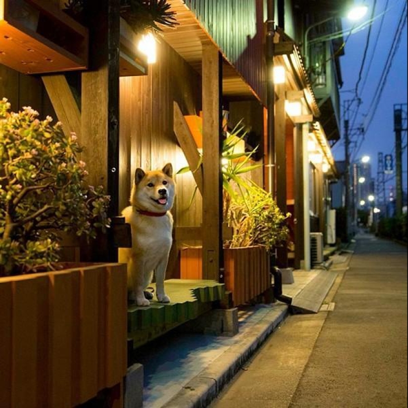 Lindo perro Marutaro Lindo perro Marutaro