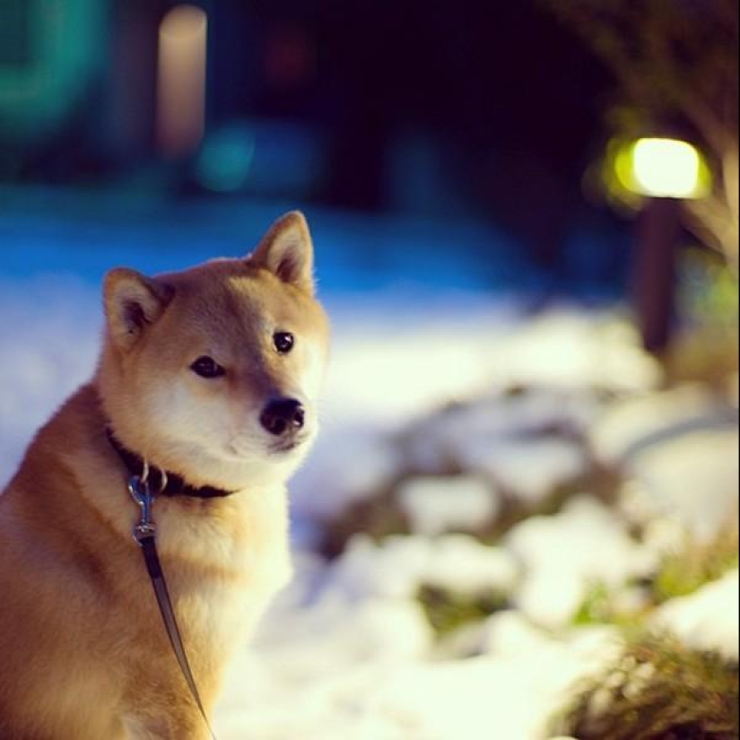 Lindo perro Marutaro Lindo perro Marutaro