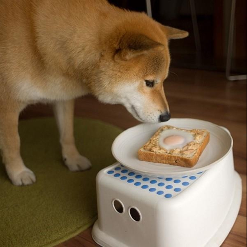 Lindo perro Marutaro Lindo perro Marutaro