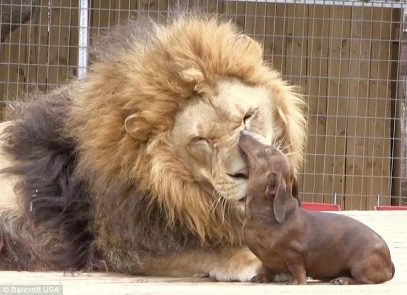 Lion and dachshunds - an unusual friendship
